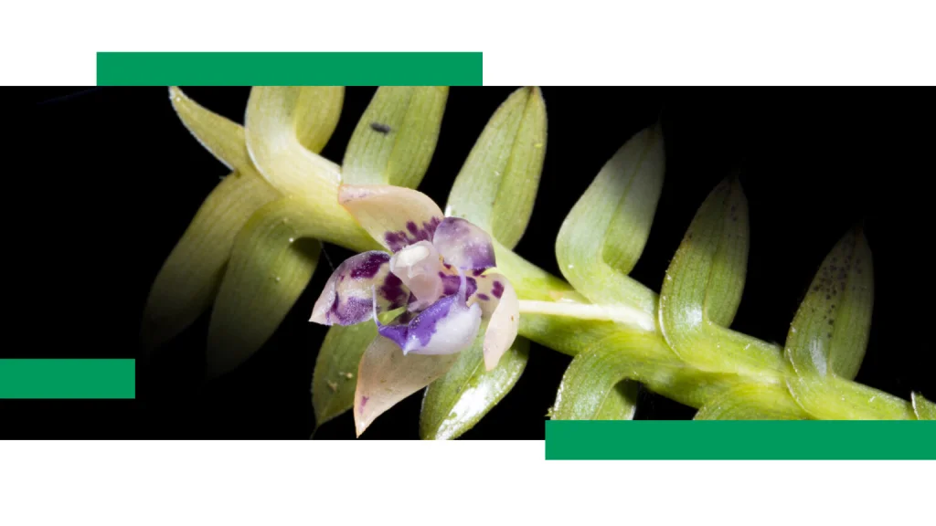 Dichaea andina, Tipo de orquidea colombiana
