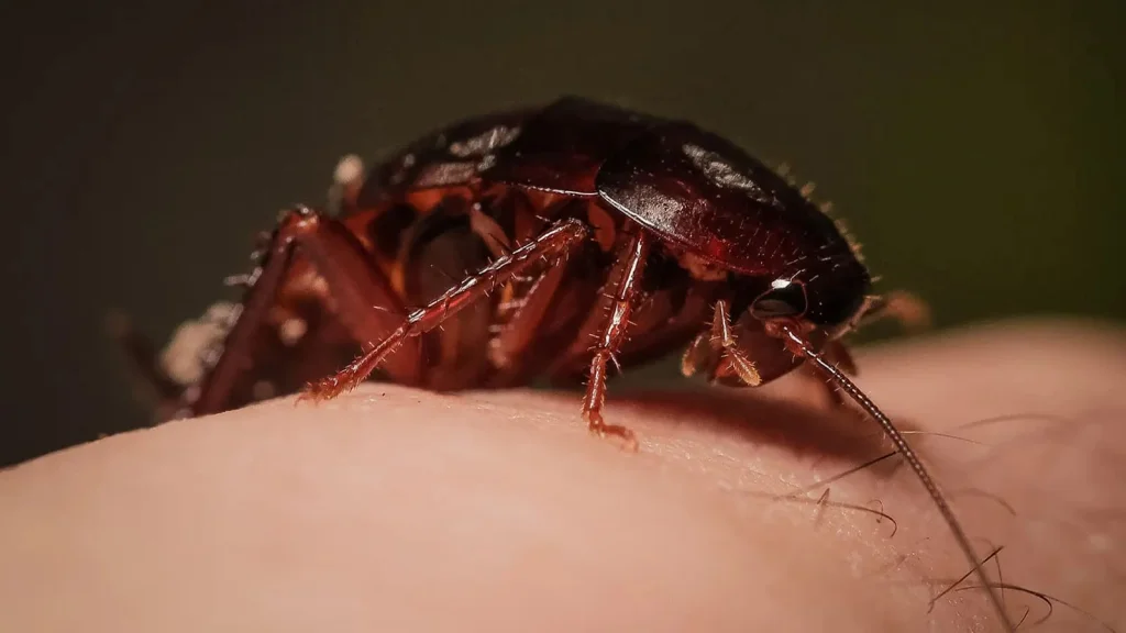 La cucaracha 'Lampi' ('Lamproblatta Neuque'), recientemente hallada en los cerros de Bogotá.