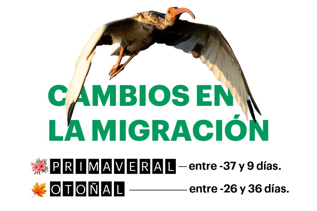 Las aves migratorias modifican su cronograma de viaje