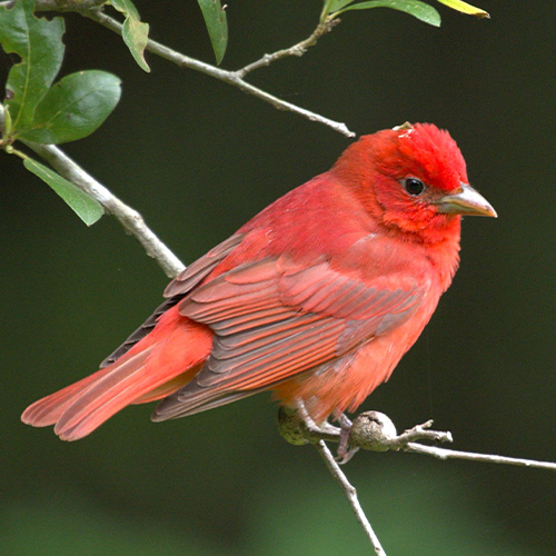 Summer Tanager