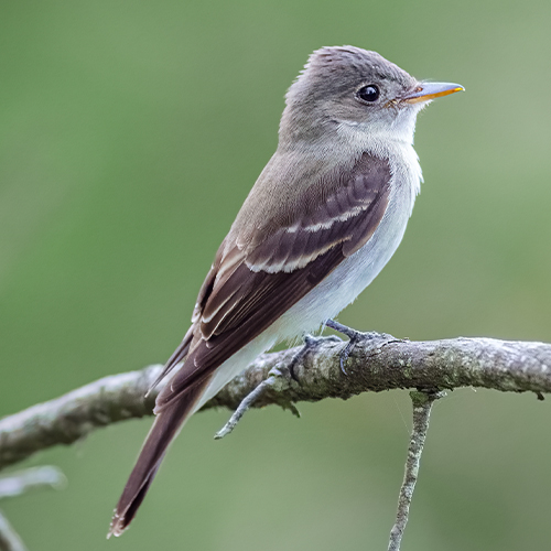 Acadian Flycatcher