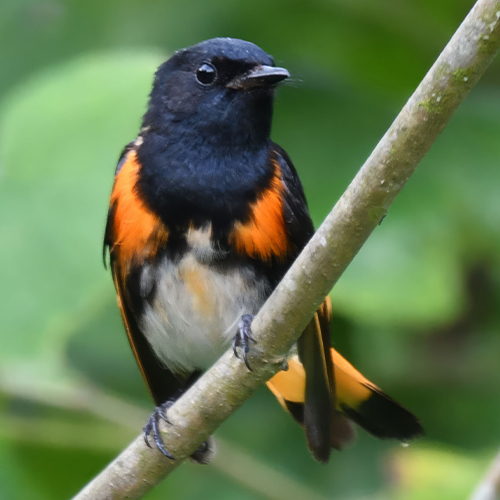 American Redstart