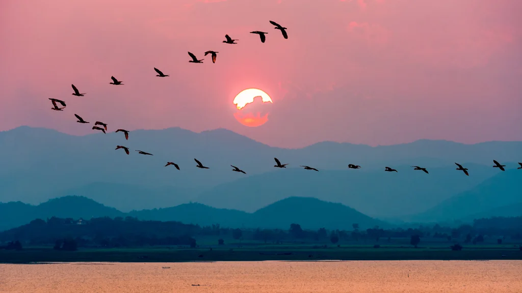 Migración de aves