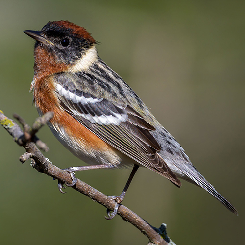 Bay-breasted Warbler