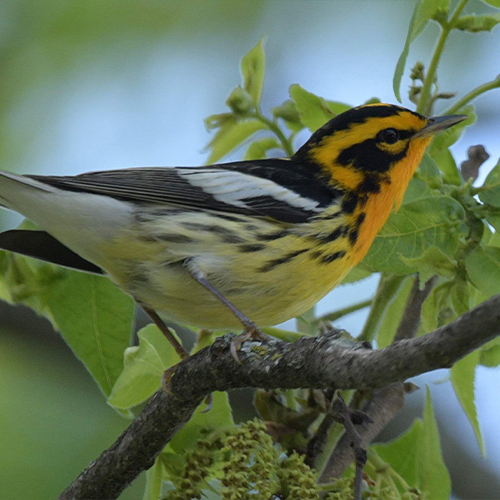 Blackburnian Warbler