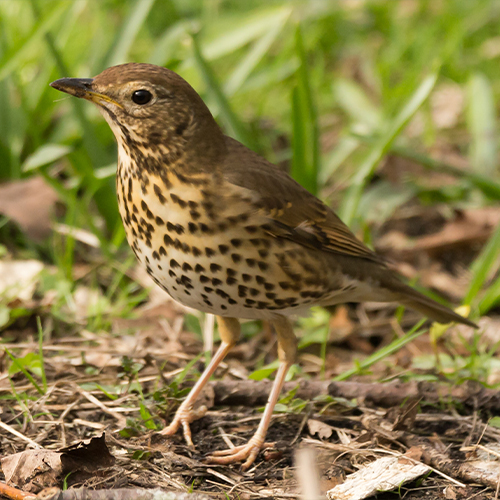 Swainson's Thrush