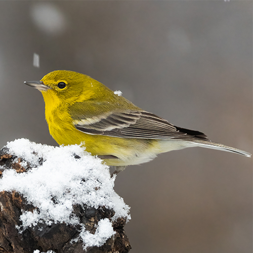 Yellow Warbler