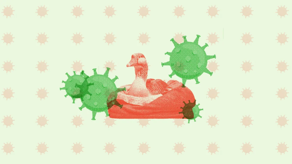 Introducción a la gripe aviar H5N1
