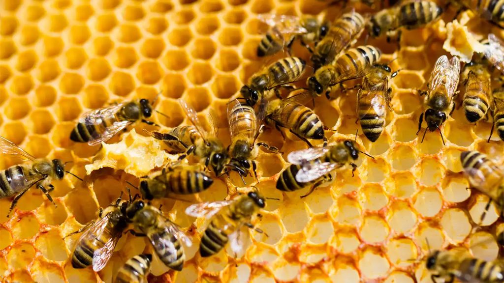 Cera de abejas en los cosméticos