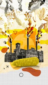 Aceite canola o maíz