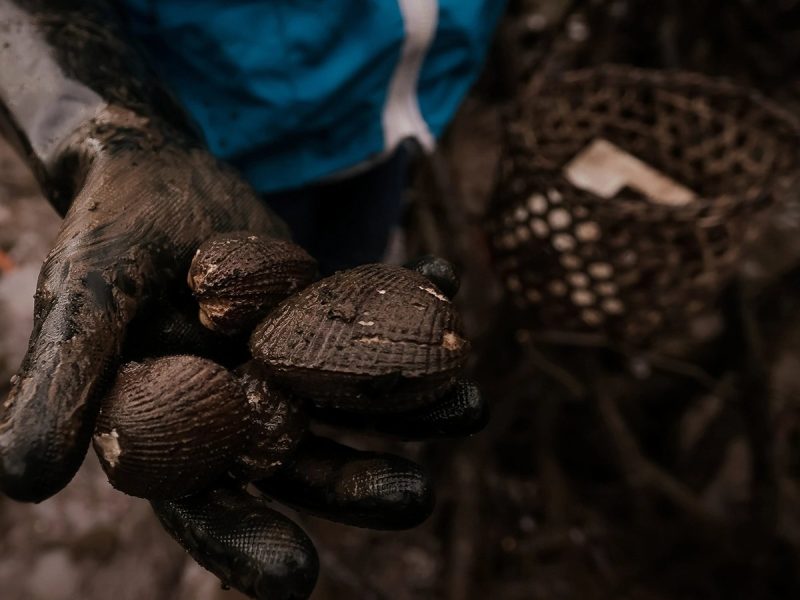 Piangua, molusco clave en la gastronomía, la economía y la cultura de comunidades del Pacífico colombiano.